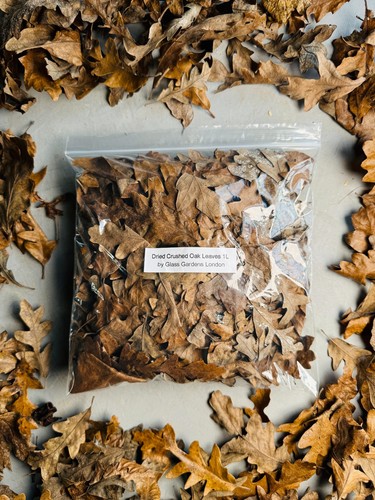 Dried oak leaves bioactive - dried,
