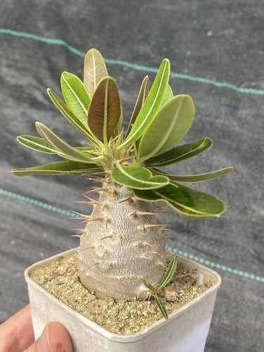 Pachypodium rosulatum 10 - pachypodium,