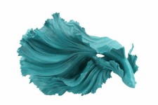 Large Fin Aqua Blue Siamese