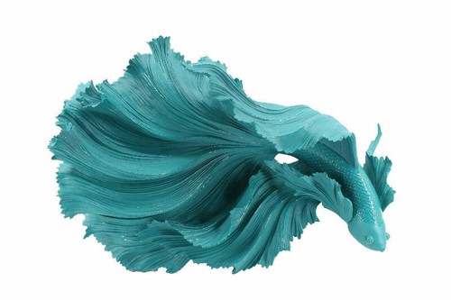 Large fin aqua - fin, siamese