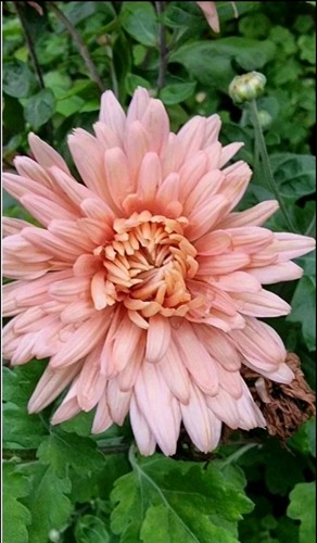 Bare root chrysanthemum - root,