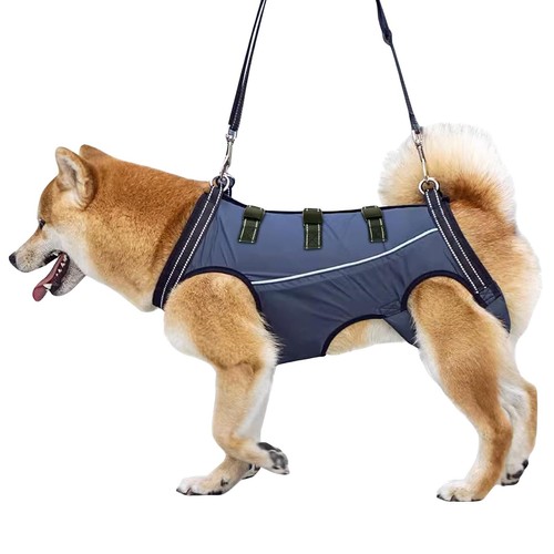 Dog support rehabilitation - dog,