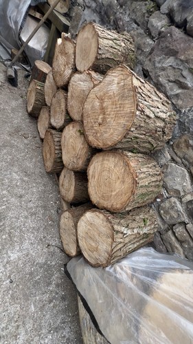 Tree stumps rustic stools - tree,