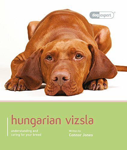 Hungarian vizsla dog - vizsla,