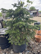 Large non drop - nordman, fir