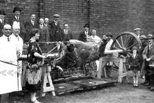 Xqq-69 Animated Social