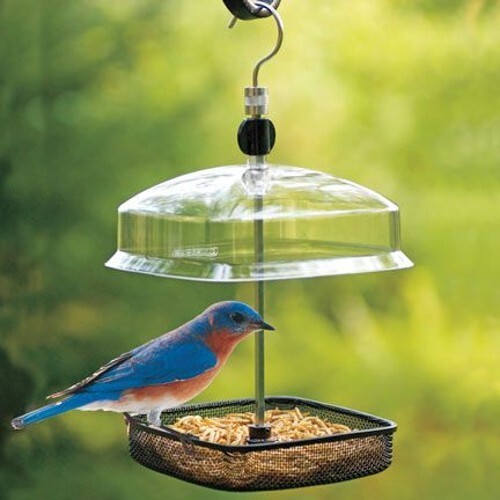 Hanging bird feeder - bird,
