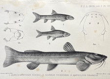 Fish Print 1905 Antique