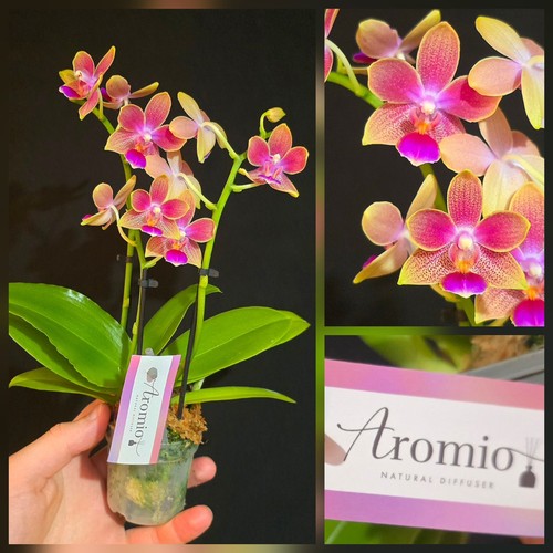 Mini phalaenopsis aromio - mini,