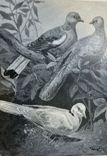 1888 doves turtle - 1888,