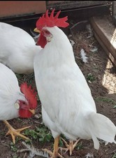 6+ Purebred White Leghorn