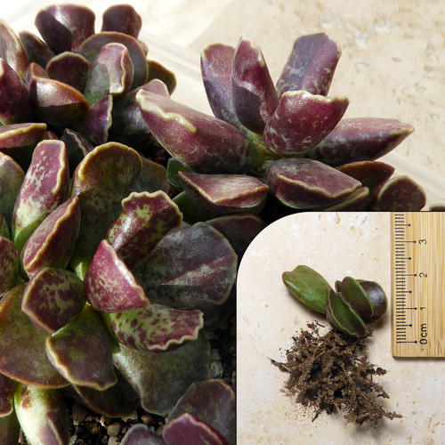 Succulent starter plant - starter,
