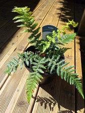 Tree Fern Dicksonia antarctica 1.5 Litre Pot Size Sent Bare Root