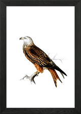 Vintage Red Kite Bird Framed