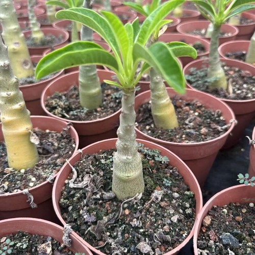 2cm succulent cactus plant - succulent,