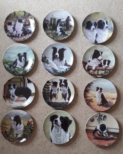 Danbury mint border collie - border,