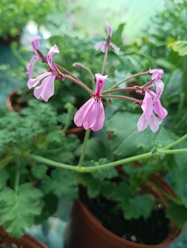 Pelargonium brilliantine - pelargonium, 'brilliantine'