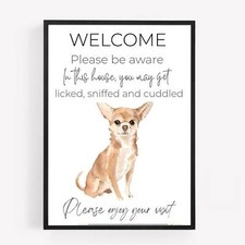 Welcome to our Home chihuahua