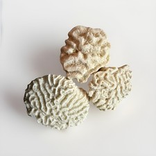 Natural Dry Coral Reef Rock