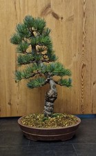 Japenese White Pine Bonsai Tree