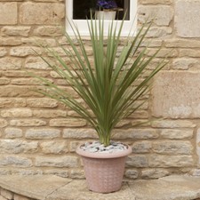 Architectural Plant, Cordyline
