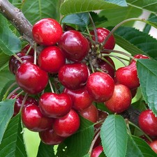 Cherry Stella Tree Outdoor Garden Plant Grow Your Own Fruit Tree 7.5L Pot 4-5ft