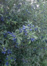 500G FRESHLY FROZEN WILD