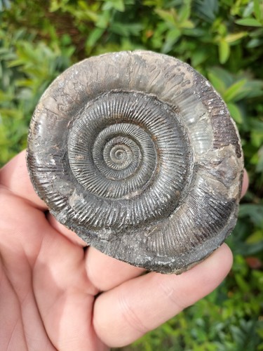 Top quality dactylioceras - top,