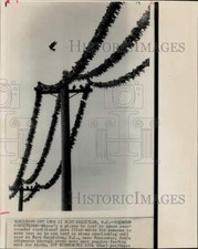 1974 Press Photo Pigeons land