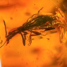 Burmese Amber Fossil: Large