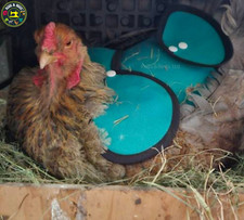 CHICKEN SADDLE | POULETRY Apron WINGS Tail PROTECTION  Adjustable Waterproof