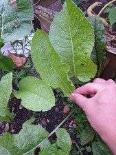 Horseradish, organic, Two Large plug Plants, Outdoor frost hardy Perennial root