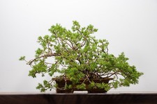Juniper  Bonsai  in 23cm Topaz