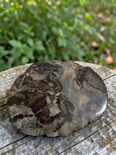 Petrified wood slice fossil - petrified,