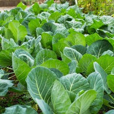 Cabbage Vegetable Plant 6 Pack