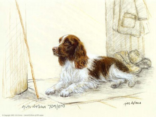 English springer spaniel - english,