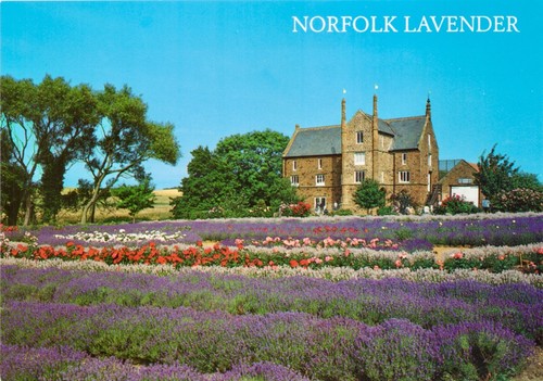 Postcard norfolk lavender - norfolk, at