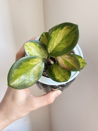 Hoya australis lisa - hoya,