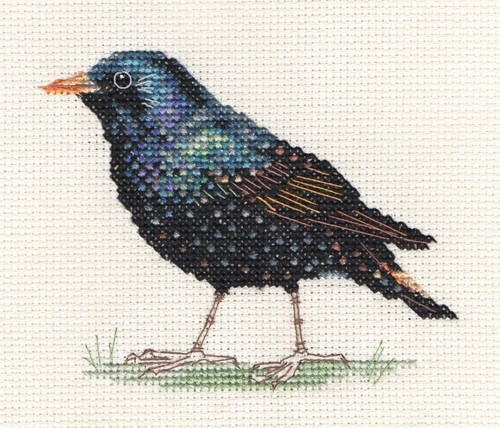 Starling garden bird - garden, full