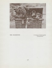 LONG HAIRED DACHSHUND PUPPIES OLD VINTAGE 1934 DOG PAGE PRINT