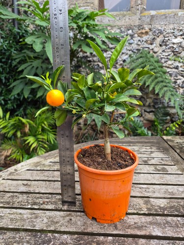 Citrus calamondin 12cm pot - citrus, a