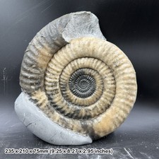 9" Paracoroniceras Ammonite
