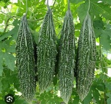 vegetable Seed,korola,kerala Plants-bitter melon, bitter gourd 8 Seeds