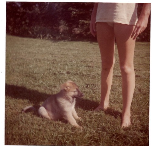 German shepard puppie and legs - german,