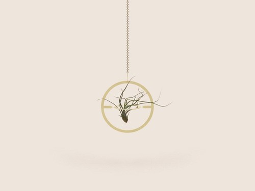 Circle plant holder - plant,