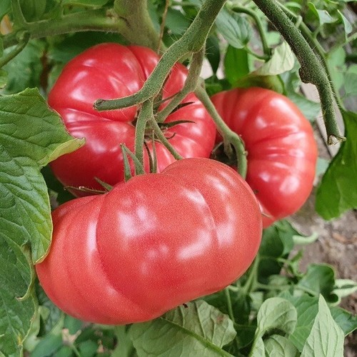 Pink raspberry maliniak - 15,