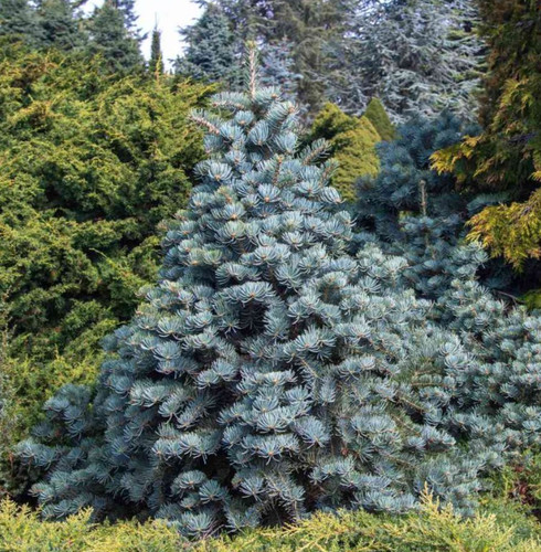 Apache white fir bare - 5,