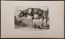 1860 - Normande Race, Augerone