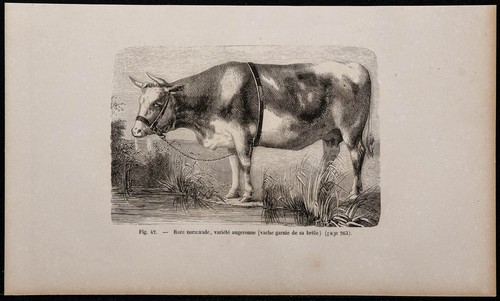 1860 normande race - -, augerone