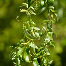 3 Litre Salix Babylonica 'Tortuosa' Corkscrew Dragon's Claw Willow 